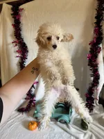 Anne, a female Poodle - Toy  for sale in Lewisburg, WV – 9 of 10