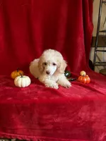Danny, a male Poodle - Toy  for sale in Lewisburg, WV – 9 of 10