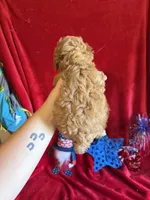 Murray, a male Poodle - Toy  for sale in Lewisburg, WV – 10 of 10