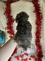 Molly, a female Poodle - Toy  for sale in Lewisburg, WV – Photo 7 of 10