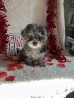 Molly, a female Poodle - Toy  for sale in Lewisburg, WV – Photo 9 of 10