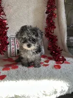 Molly, a female Poodle - Toy  for sale in Lewisburg, WV – Photo 8 of 10