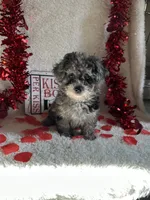 Molly, a female Poodle - Toy  for sale in Lewisburg, WV – Photo 10 of 10