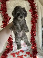 Molly, a female Poodle - Toy  for sale in Lewisburg, WV – Photo 4 of 10