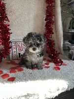 Molly, a female Poodle - Toy  for sale in Lewisburg, WV – Photo 6 of 10