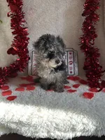 Molly, a female Poodle - Toy  for sale in Lewisburg, WV – Photo 2 of 10