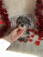 Molly, a female Poodle - Toy  for sale in Lewisburg, WV – Photo 3 of 10