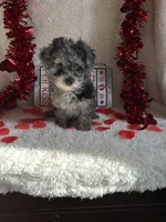 Molly, a female Poodle - Toy  for sale in Lewisburg, WV – Photo 5 of 10