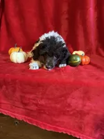 Belle, a female Poodle - Toy  for sale in Lewisburg, WV – 7 of 10