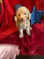 Leo, a male Poodle - Toy  for sale in Lewisburg, WV – 7 of 9