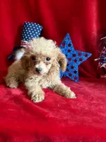 Lyla, a female Poodle - Toy  for sale in Lewisburg, WV – 1 of 10