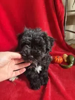 Caleb , a male Miniature Schnauzer for sale in Lewisburg, WV – 5 of 10