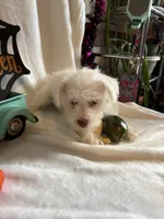 Kaley, a female Miniature Schnauzer for sale in Lewisburg, WV – 4 of 10