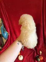 Anne, a female Poodle - Toy  for sale in Lewisburg, WV – 6 of 10