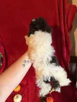 Belle, a female Poodle - Toy  for sale in Lewisburg, WV – 9 of 10
