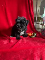 Caleb , a male Miniature Schnauzer for sale in Lewisburg, WV – 2 of 10