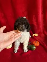 Belle, a female Poodle - Toy  for sale in Lewisburg, WV – 3 of 10