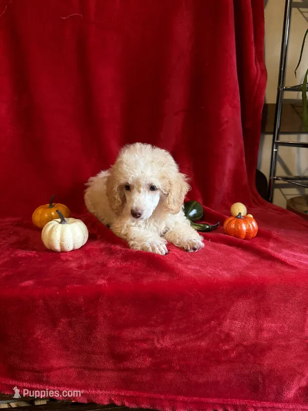 Danny – Poodle - Toy  puppy for sale in Lewisburg, WV