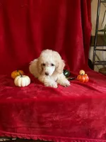 Danny, a male Poodle - Toy  for sale in Lewisburg, WV – 1 of 10