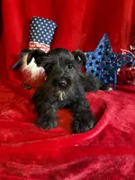 Mia, a female Miniature Schnauzer for sale in Lewisburg, WV – 3 of 10