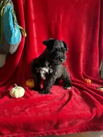 Colt, a male Miniature Schnauzer for sale in Lewisburg, WV – 6 of 10