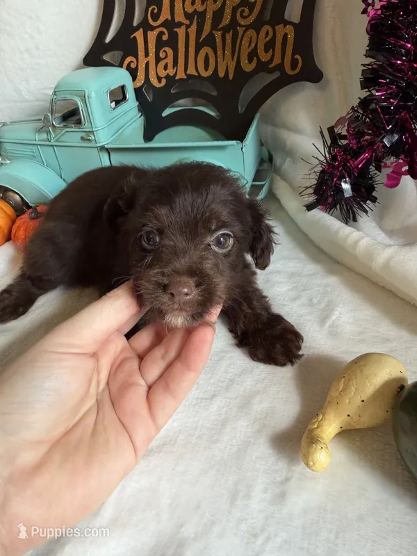 Kayla – Aussiedoodle puppy for sale in Lewisburg, WV