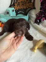 Kayla, a female Aussiedoodle for sale in Lewisburg, WV – 1 of 10