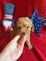 Mae, a female Poodle - Toy  for sale in Lewisburg, WV – 5 of 10