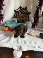 Kayla, a female Aussiedoodle for sale in Lewisburg, WV – 3 of 10