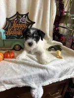 Kyle, a male Miniature Schnauzer for sale in Lewisburg, WV – 8 of 10