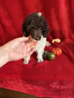 Belle, a female Poodle - Toy  for sale in Lewisburg, WV – 4 of 10