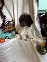 Belle, a female Poodle - Toy  for sale in Lewisburg, WV – 3 of 10