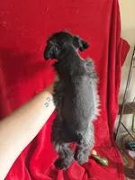 Colt, a male Miniature Schnauzer for sale in Lewisburg, WV – 9 of 10