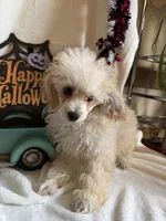 Anne, a female Poodle - Toy  for sale in Lewisburg, WV – 4 of 10