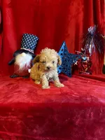 Lyla, a female Poodle - Toy  for sale in Lewisburg, WV – 9 of 10