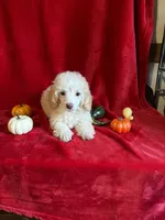 Danny, a male Poodle - Toy  for sale in Lewisburg, WV – 3 of 10