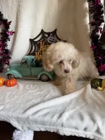 Cameron, a male Poodle - Toy  for sale in Lewisburg, WV – 9 of 10