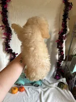 Cameron, a male Poodle - Toy  for sale in Lewisburg, WV – 5 of 10