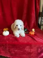 Danny, a male Poodle - Toy  for sale in Lewisburg, WV – 7 of 10
