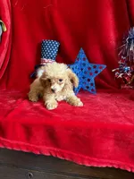 Lyla, a female Poodle - Toy  for sale in Lewisburg, WV – 6 of 10