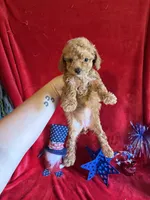 Mae, a female Poodle - Toy  for sale in Lewisburg, WV – 10 of 10
