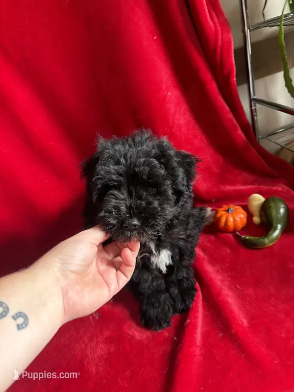 Caleb  – Miniature Schnauzer puppy for sale in Lewisburg, WV