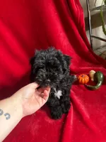 Caleb , a male Miniature Schnauzer for sale in Lewisburg, WV – 1 of 10