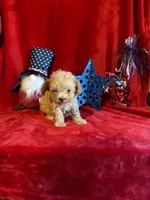 Lyla, a female Poodle - Toy  for sale in Lewisburg, WV – 7 of 10