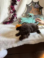 Carter, a male Aussiedoodle for sale in Lewisburg, WV – 5 of 10