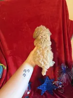 Lyla, a female Poodle - Toy  for sale in Lewisburg, WV – 5 of 10