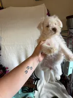 Kaley, a female Miniature Schnauzer for sale in Lewisburg, WV – 10 of 10