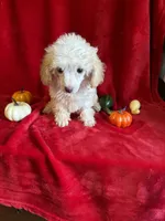 Cameron, a male Poodle - Toy  for sale in Lewisburg, WV – 5 of 10