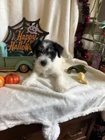 Kyle, a male Miniature Schnauzer for sale in Lewisburg, WV – 9 of 10