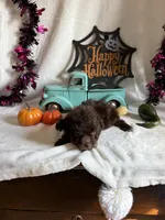 Carter, a male Aussiedoodle for sale in Lewisburg, WV – 8 of 10